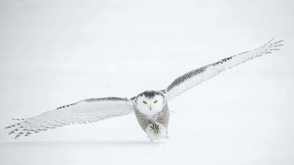 Owl Harry Potter Drawing Clip Art Image - Hedwig - Flying Transparent PNG