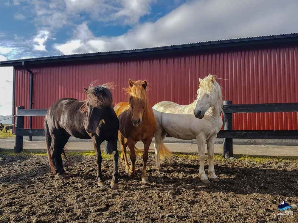 three Icelandic horses in farm