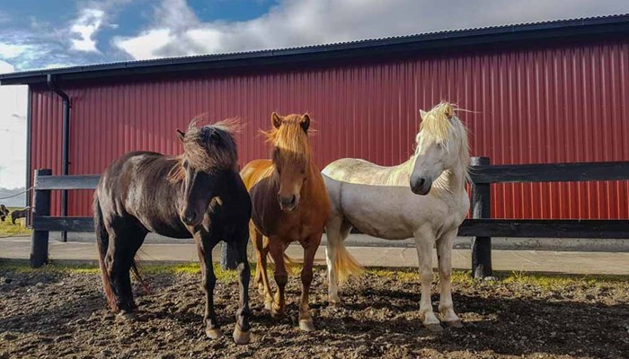 three Icelandic horses standing by the farm