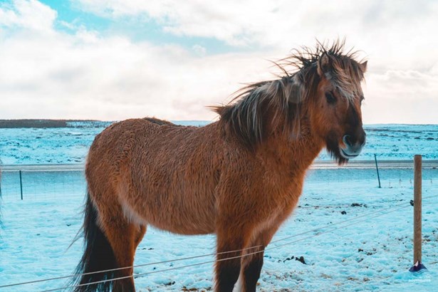 brown long haired Icelandic horse