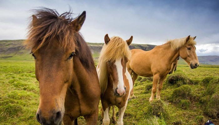 group of brown Icelandic horses
