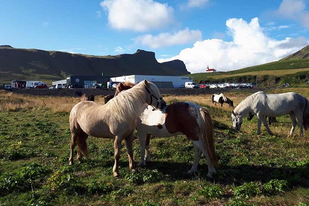 arctic horse farm in Iceland