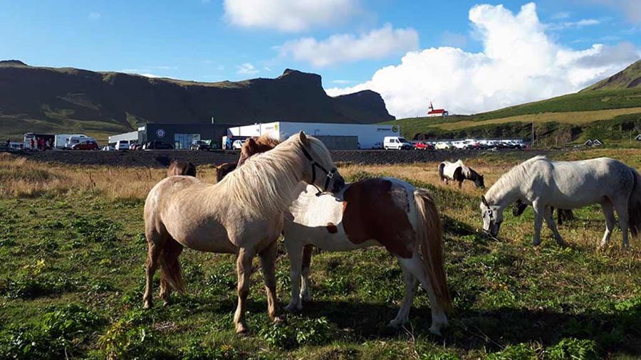 arctic horse farm