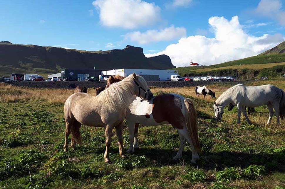 arctic horse farm in Iceland