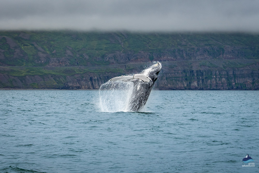 Whale Swimming in Ocean, Iceland