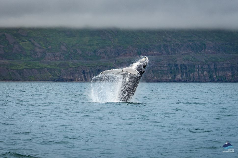 Whale Swimming in Ocean, Iceland