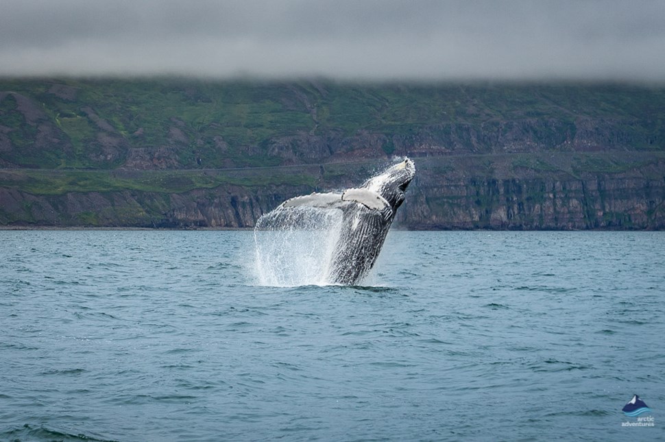Whale Swimming in Ocean, Iceland