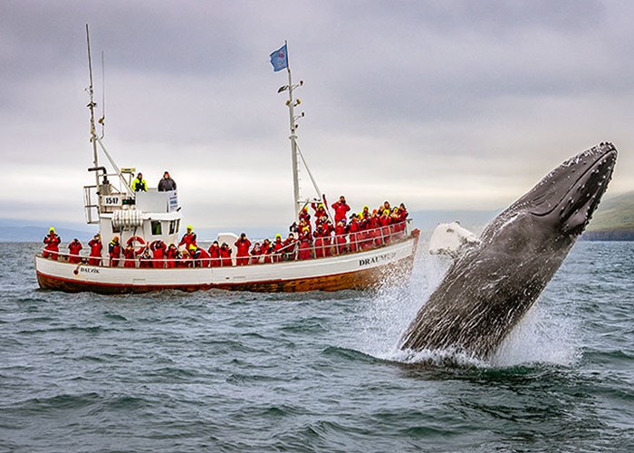 Excursions Observation De Baleines