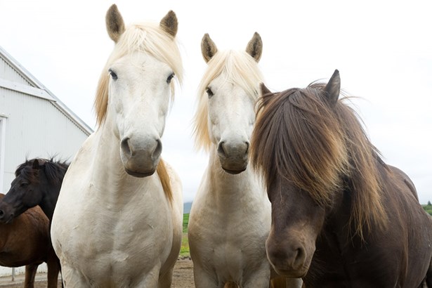 beautiful white and brown Icelandic horses