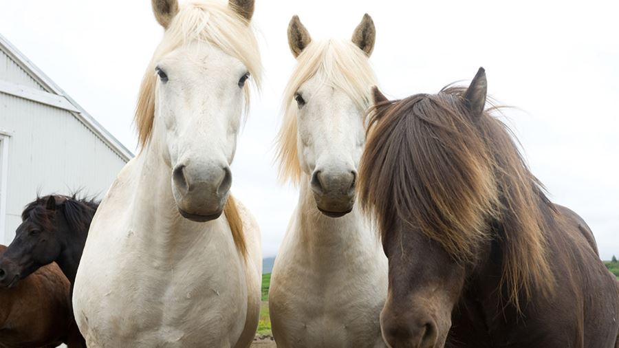 beautiful Icelandic horses