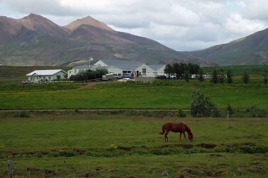 horse farm by the mountain