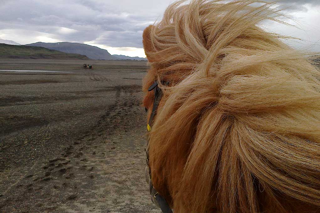 Golden Circle & Horse Riding Arctic Adventures