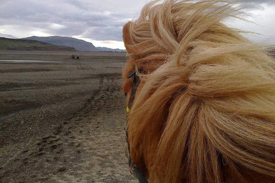 view from Icelandic horse