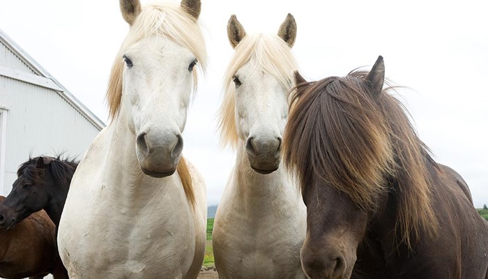 group of white and brown Icelandic horses