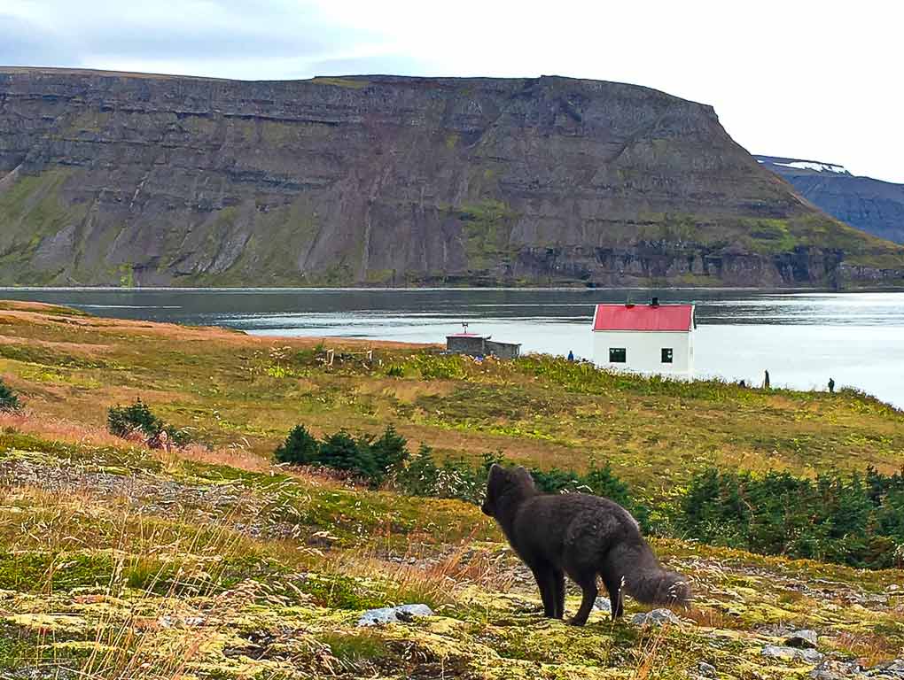 black arctic fox in Icelandic nature