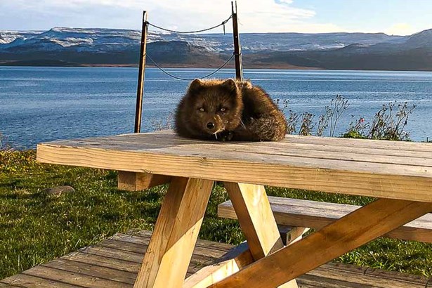 black arctic fox laying on the table