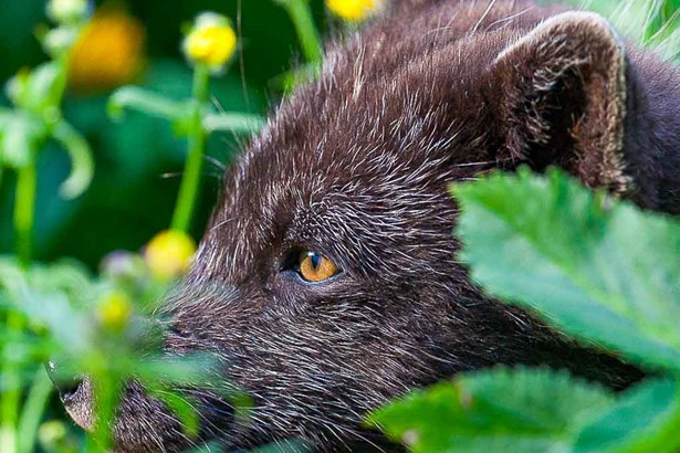 wild black arctic fox hiding