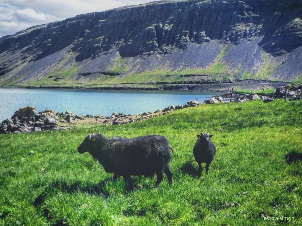 Sheeps in Iceland