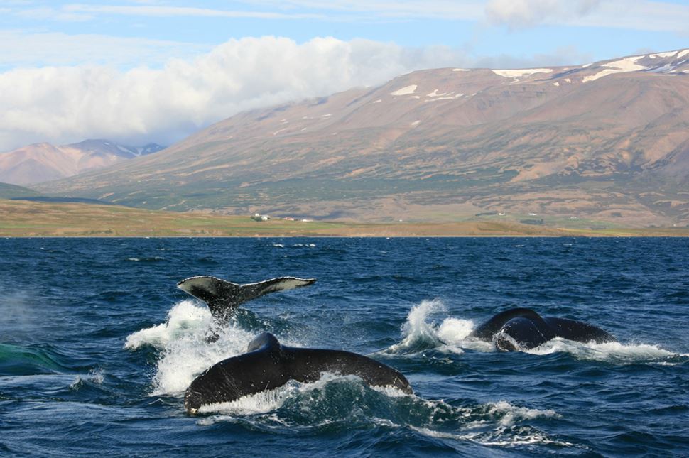 Whale watching from Rib boat
