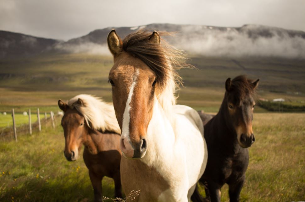 Three Icelandic Horses in Iceland