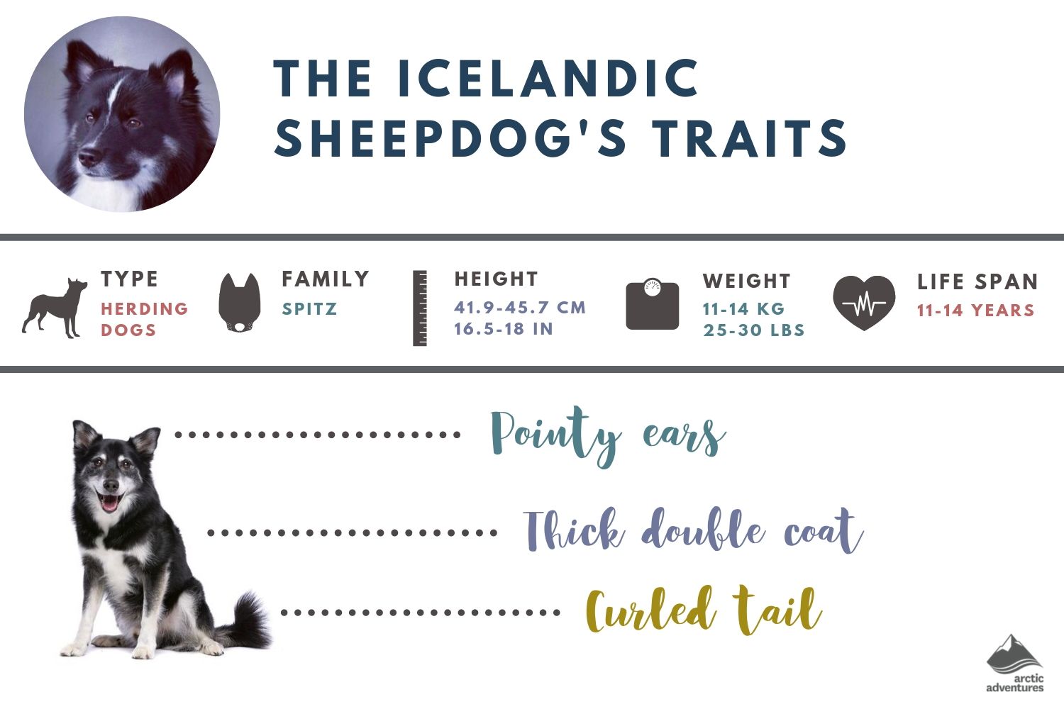 Icelandic Sheepdog Fun Facts Pros Cons History