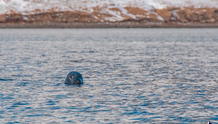 seal peeking from water in Iceland