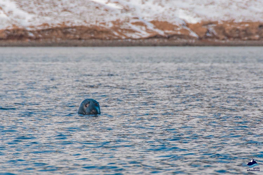 seal peeking from water