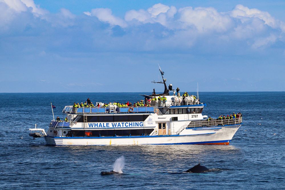whale watching boat tour
