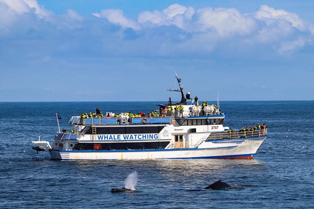 whale watching boat tour in Reykjavik