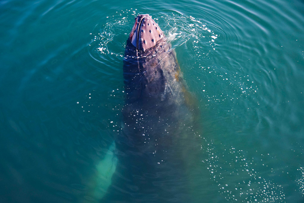 close up view of whale in Iceland