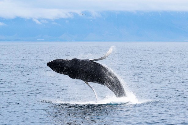 tour of whale watching in Iceland