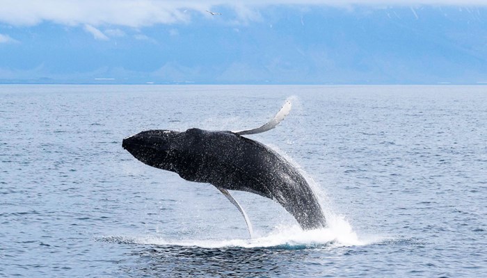 tour of whale watching in Iceland