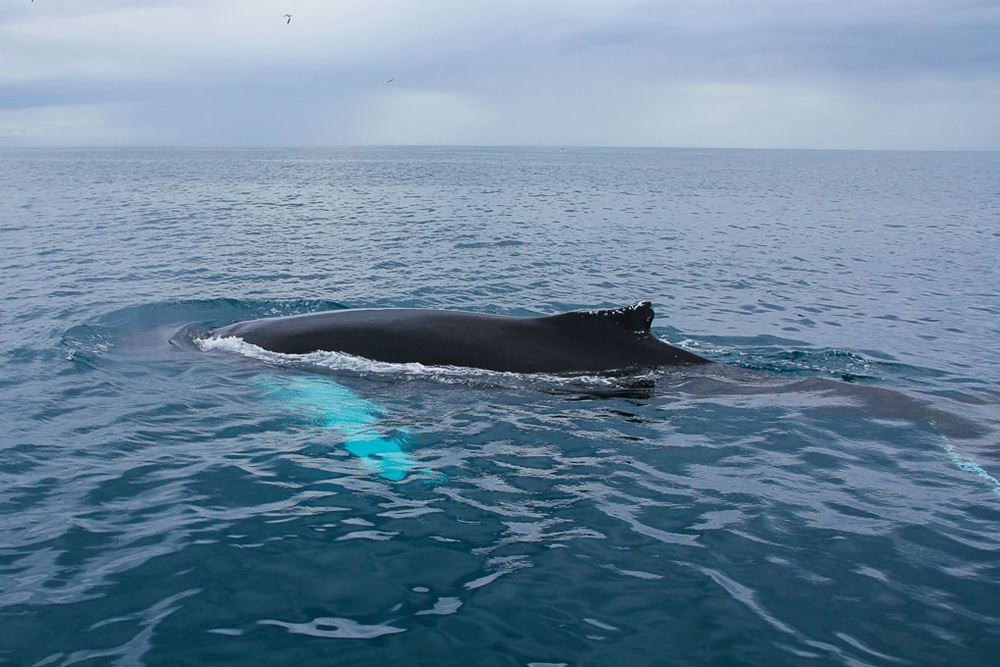 huge whale in Iceland