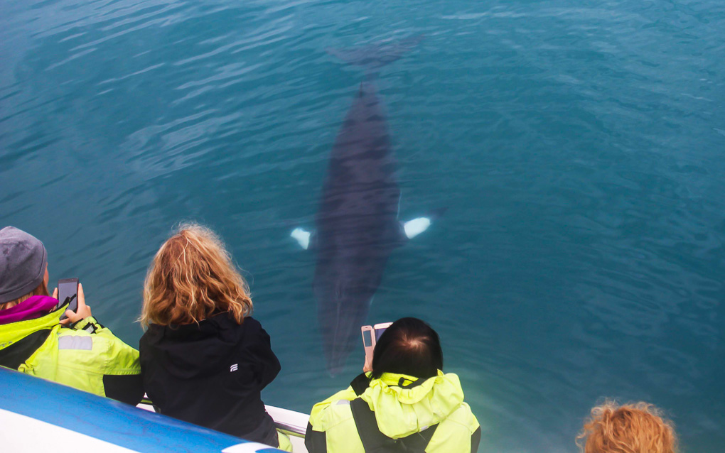 Whales & Puffin Tour