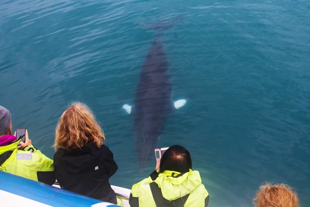 tourists taking pictures of whale from boat