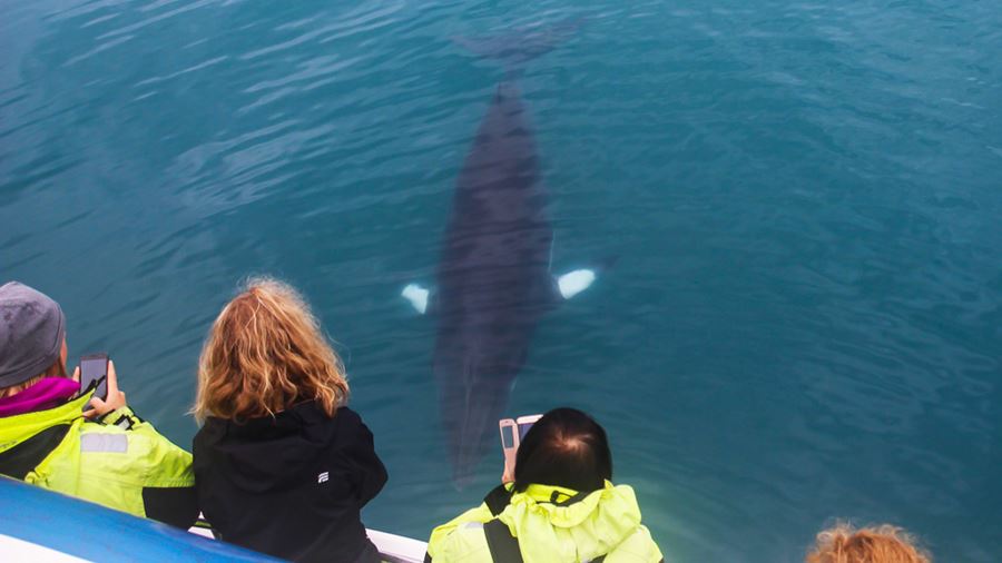 tourists taking pictures of whale