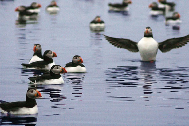 group of Puffins swimming in the ocean