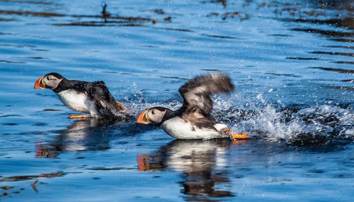 Puffins caught in motion in the ocean