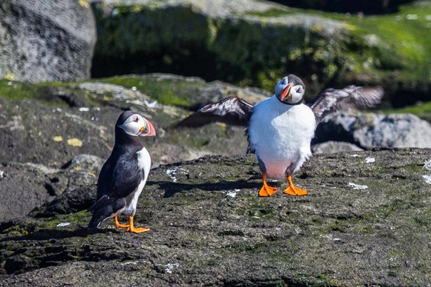 two Puffins on rocks in Iceland