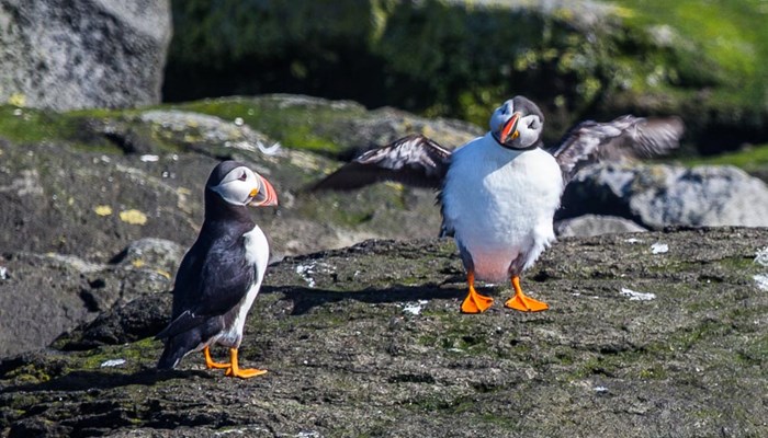 two Puffins on rocks in Iceland