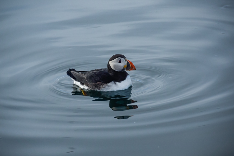 Puffin floating in the ocean