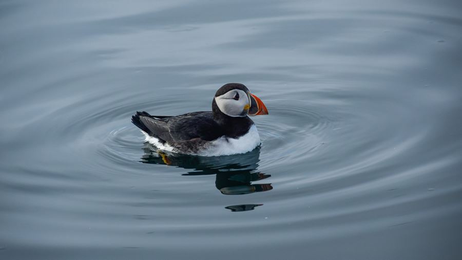 Puffin floating in the ocean