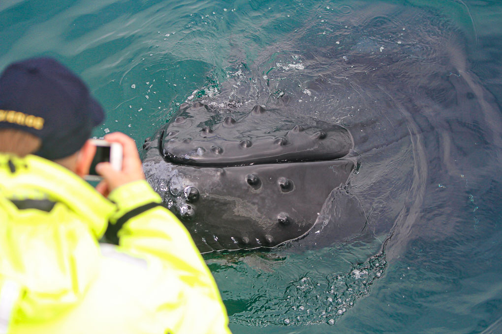 Observation De Baleines Au Départ De Reykjavik
