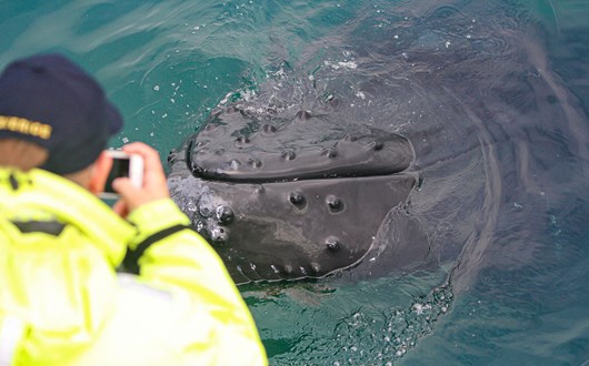 Observation De Baleines Au Départ De Reykjavik