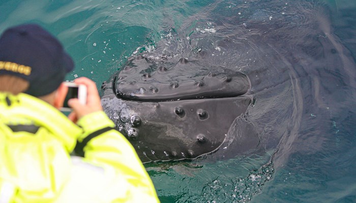 Observation De Baleines Au Départ De Reykjavik