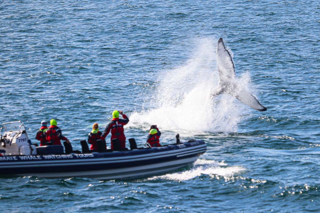 Rib Boat Whale Watching from Reykjavik Arctic Adventures