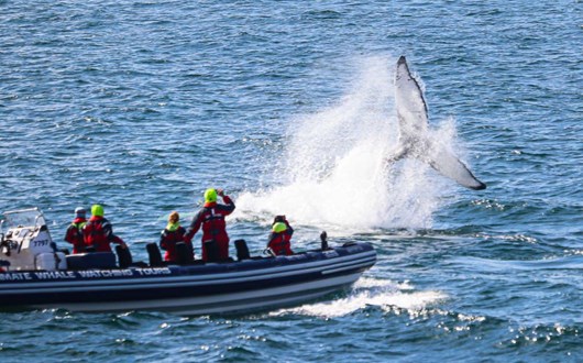  Rib Boat - Whale Watching From Reykjavik
