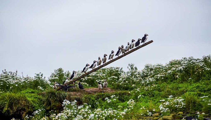 Puffins sitting on a branch in birds island