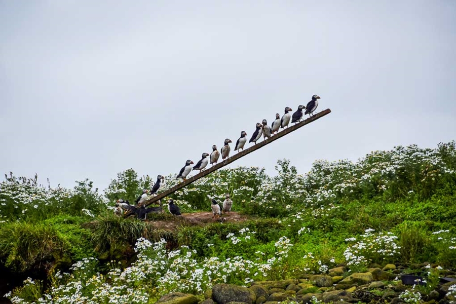 Puffins sitting on a branch