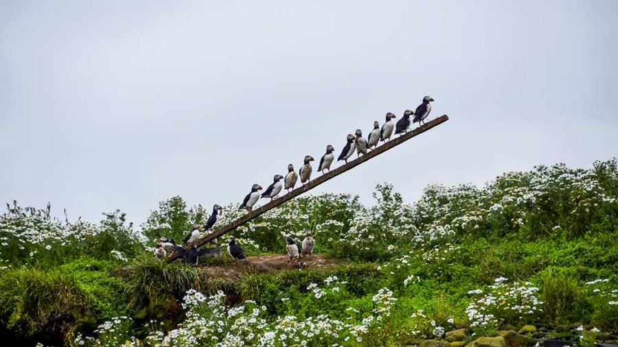Puffins sitting on a branch